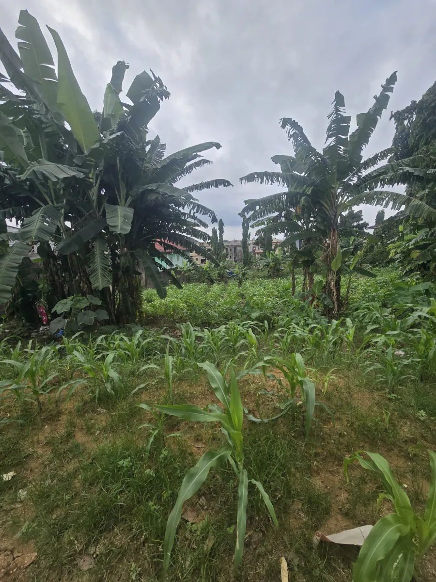 Terrain titré à vendre à kotto résidentiel commercial 1000m2 — Léa Group au Cameroun