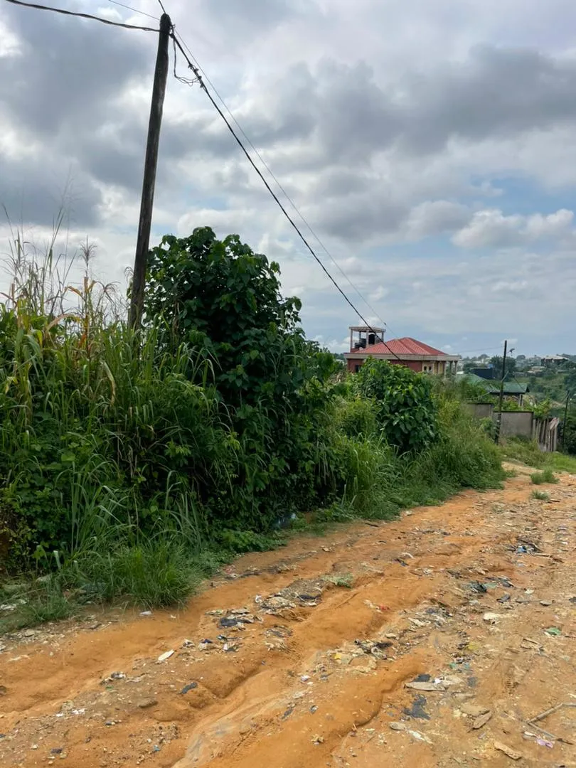 Terrain à vendre à Logbessou 2000m2 titre foncier 75000 FCFA/m2 — Léa Group au Cameroun